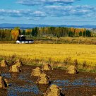 Harvest